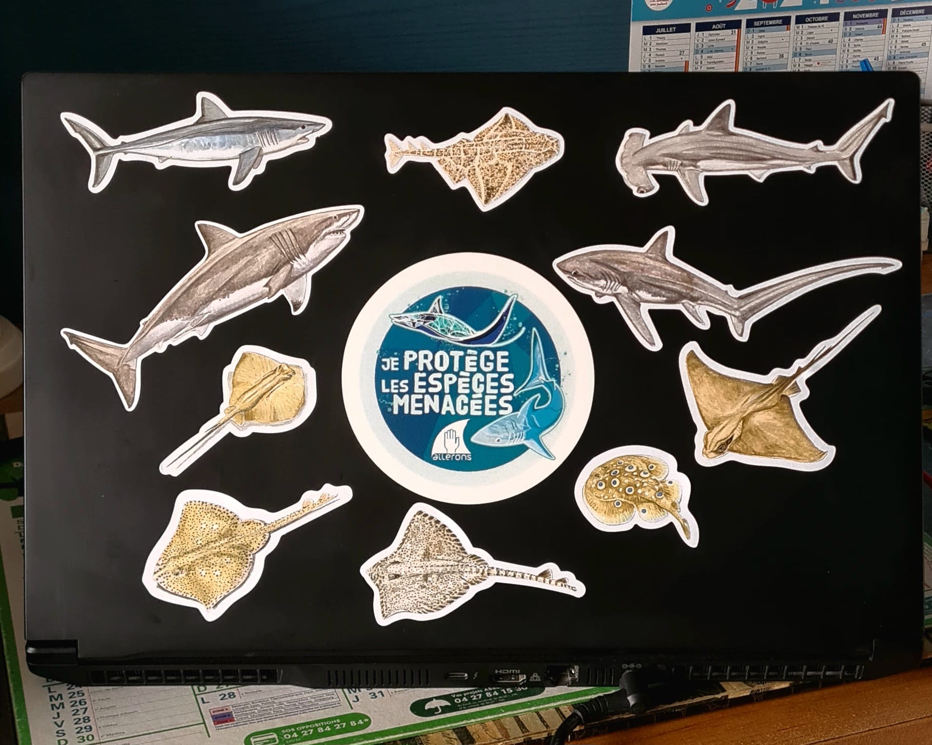 Planche stickers Raies de Méditerranée