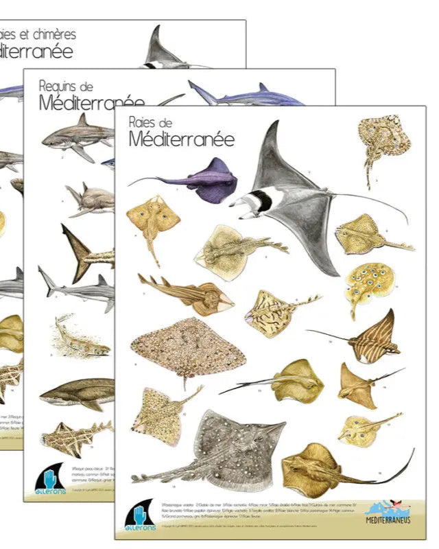 Lot 3 Posters (Requins, Raies et Chimères de Méditerranée) – C. Girard