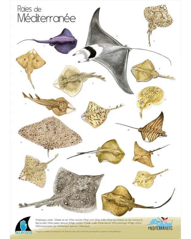 Poster Raies de Méditerranée – C. Girard