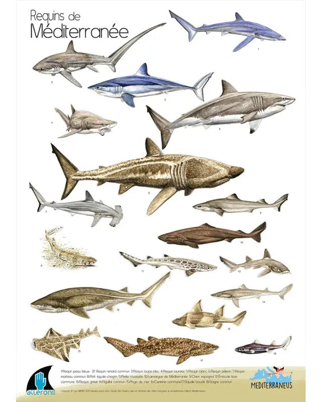 Poster Requins de Méditerranée – C. Girard