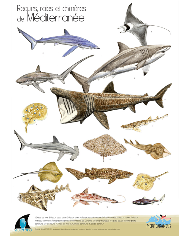 Poster Requins, Raies et Chimères de Méditerranée – C. Girard