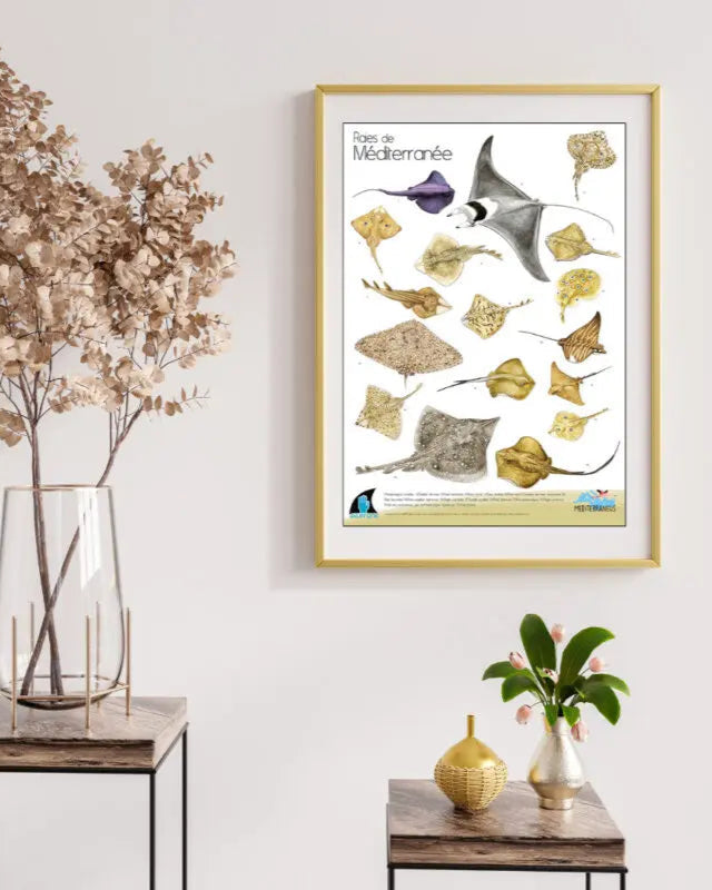 Poster Raies de Méditerranée – C. Girard