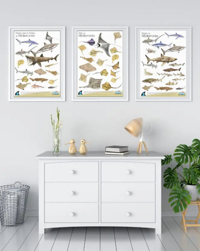 Lot 3 Posters (Requins, Raies et Chimères de Méditerranée) – C. Girard